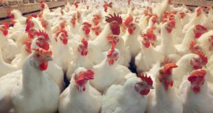 أسباب ارتفاع أسعار الدجاج حسب بعض الباعة